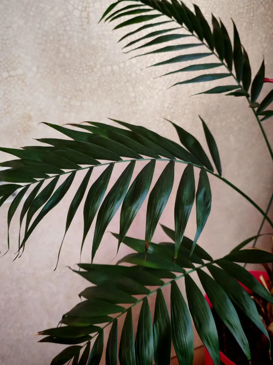 Крупная пальма для интерьера - Растения (Барахолка) в Владивосток