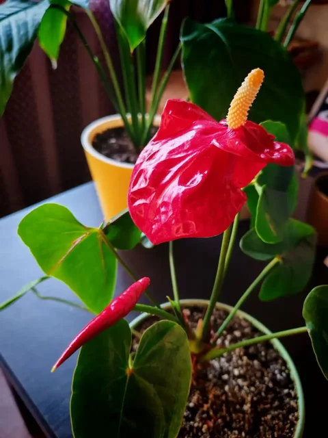 Цветущий антуриум - Текстиль ручной работы в Владивосток