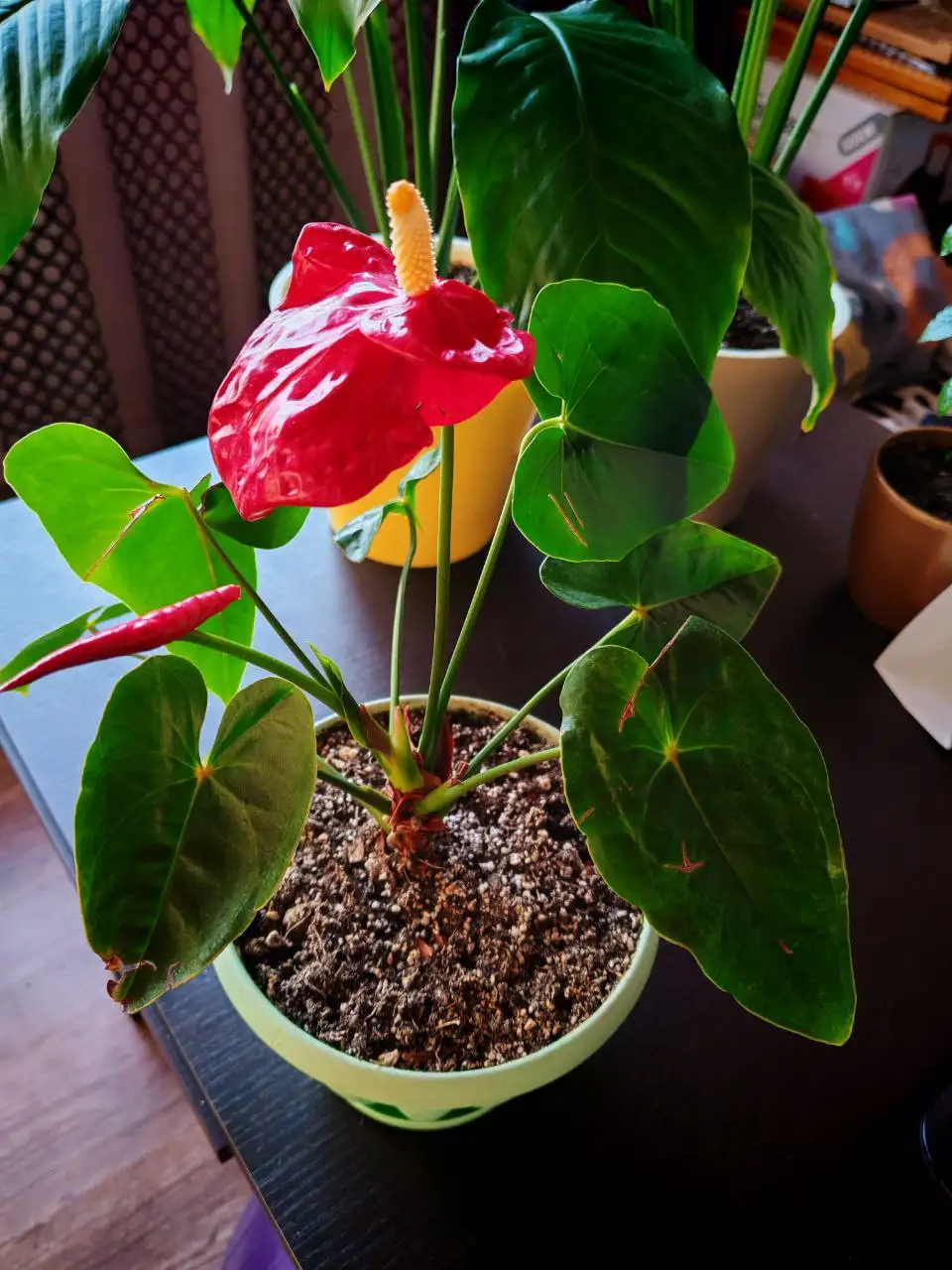 Цветущий антуриум - Барахолка в Владивосток