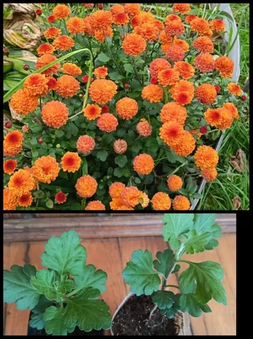 Хризантема мультифлора Balios - Творчество в Владивосток