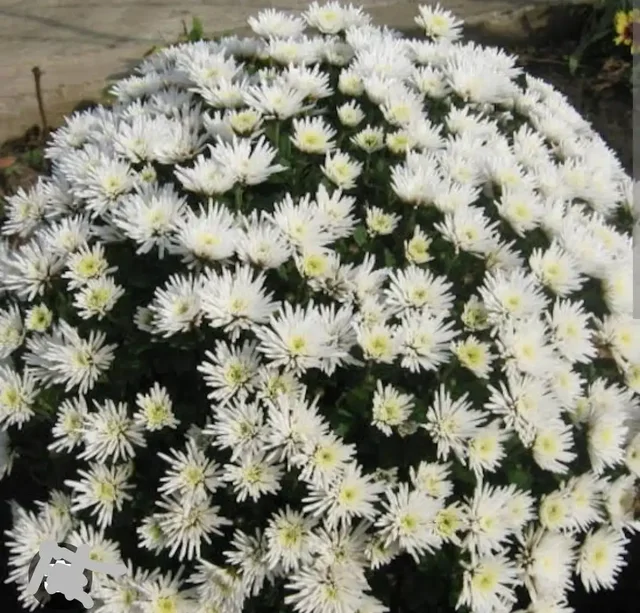 Хризантема мультифлора Triki White черенок - Творчество в Владивосток