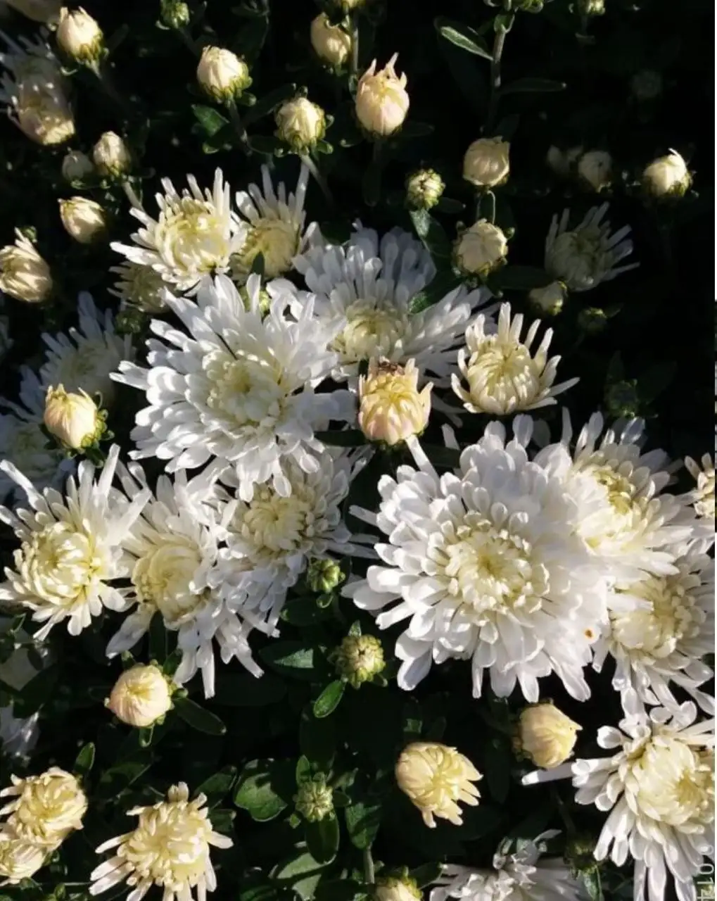 Хризантема мультифлора Triki White черенок - Растения (Хобби и отдых) в Владивосток