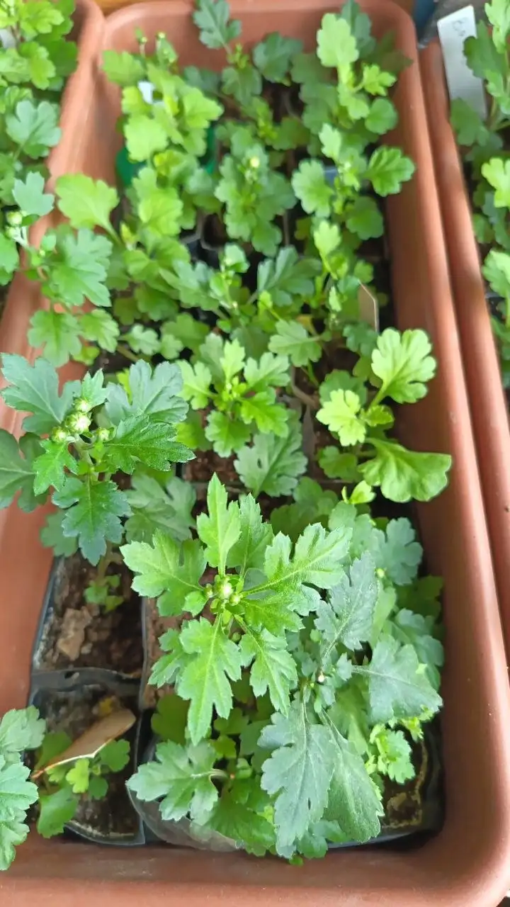 Хризантема мультифлора Triki White черенок - Растения (Хобби и отдых) в Владивосток