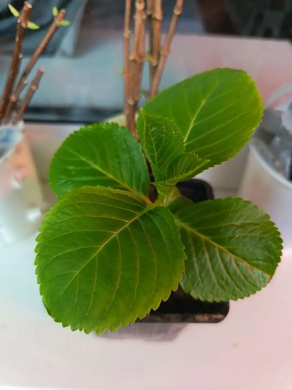 Гортензия крупнолистная укорененные черенки - Растения (Барахолка) в Владивосток