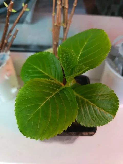 Гортензия крупнолистная укорененные черенки - Рюкзаки в Владивосток