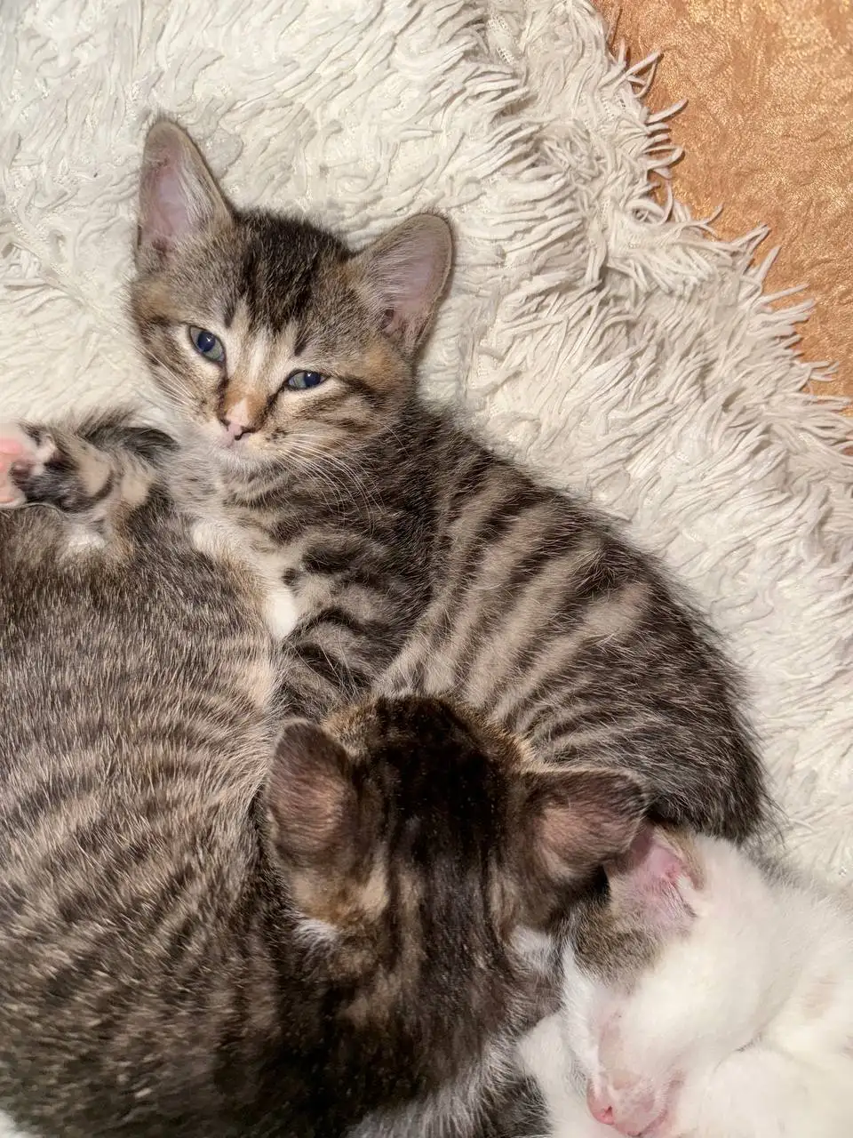 Котята ищут хозяев в г.Артем - Кошки (Животные) в Артем