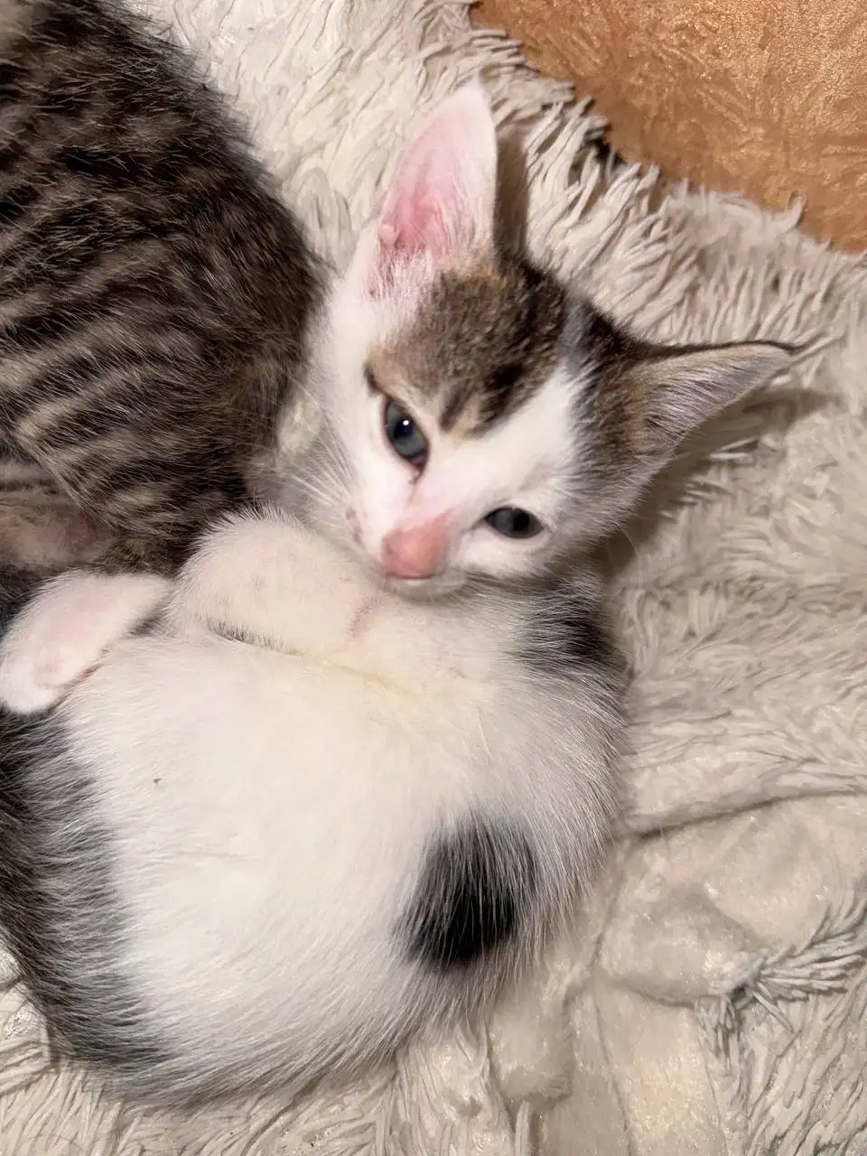 Котята ищут хозяев в г.Артем - Кошки (Животные) в Артем