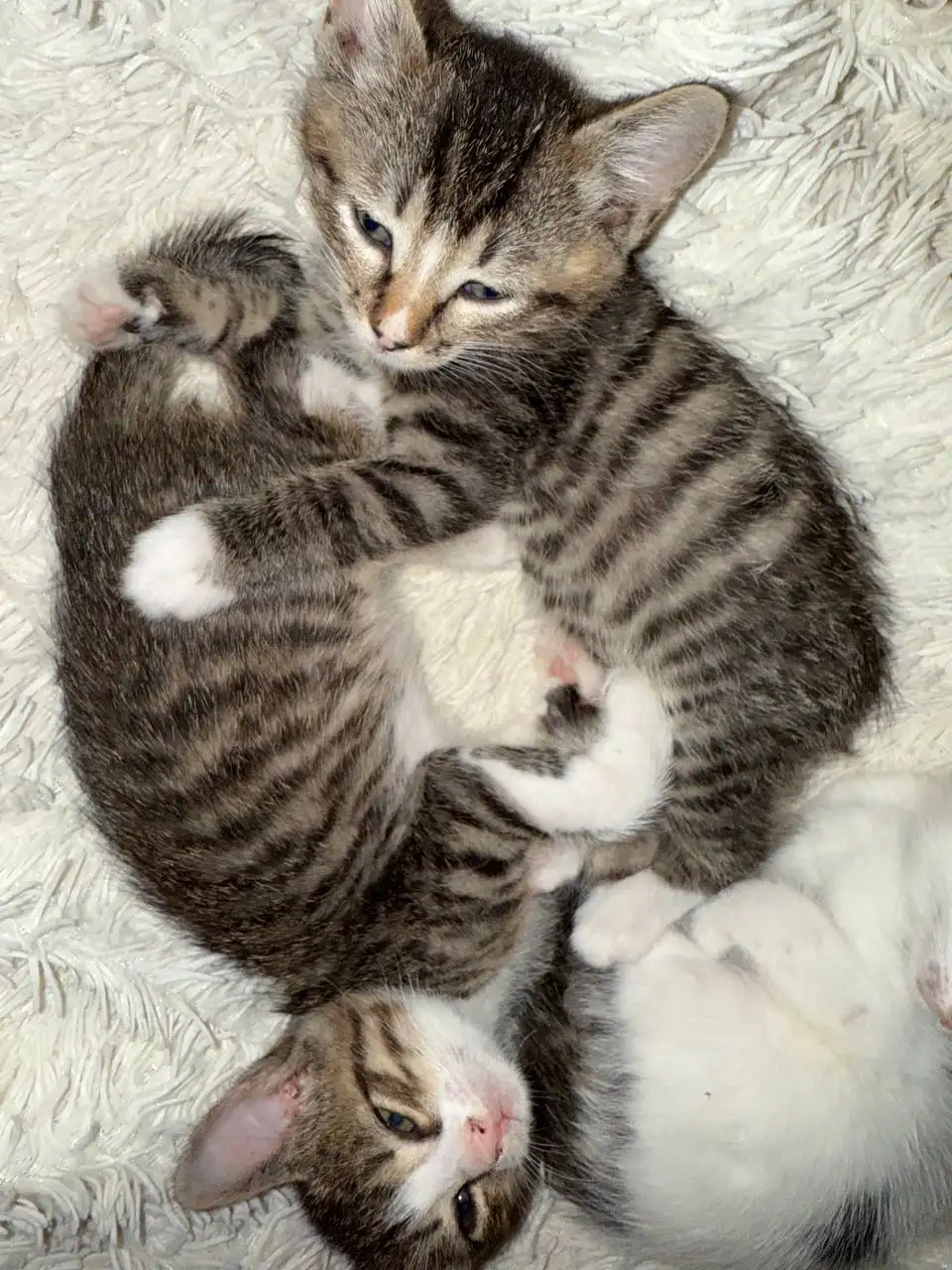 Котята ищут хозяев в г.Артем - Кошки (Животные) в Артем