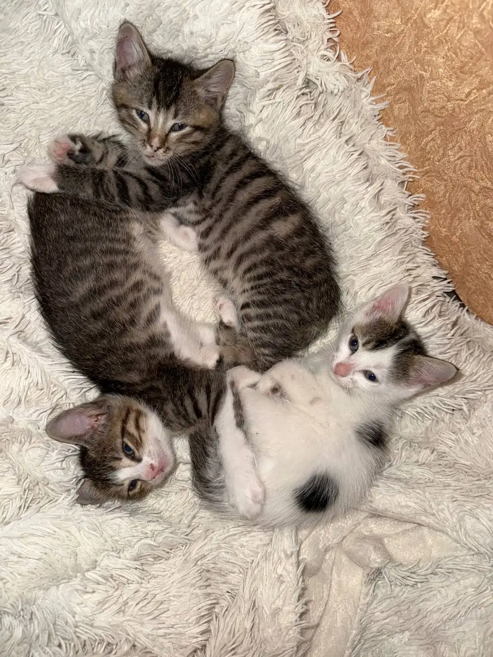 Котята ищут хозяев в г.Артем - Кошки (Животные) в Артем