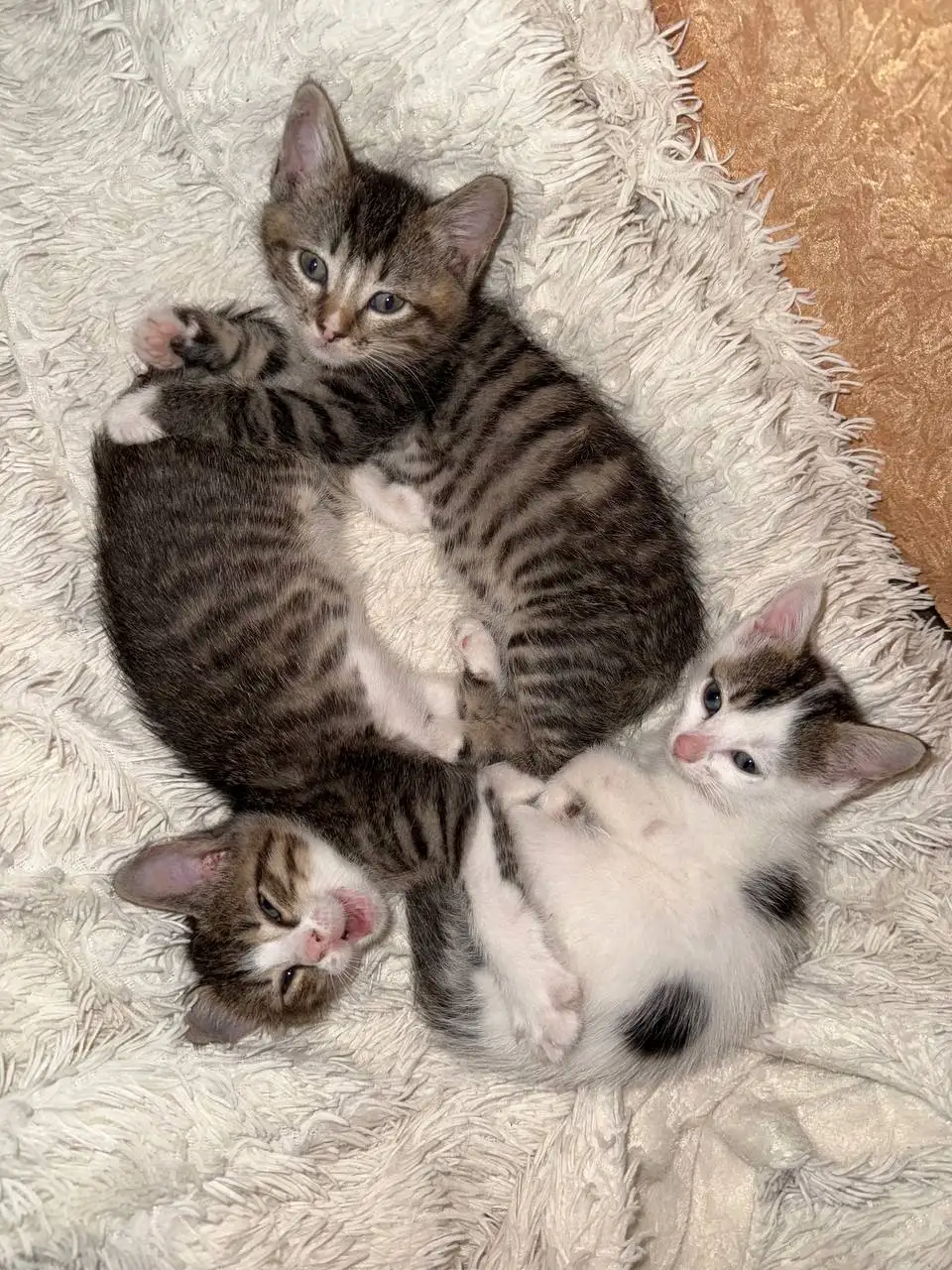 Котята ищут хозяев в г.Артем - Кошки (Животные) в Артем