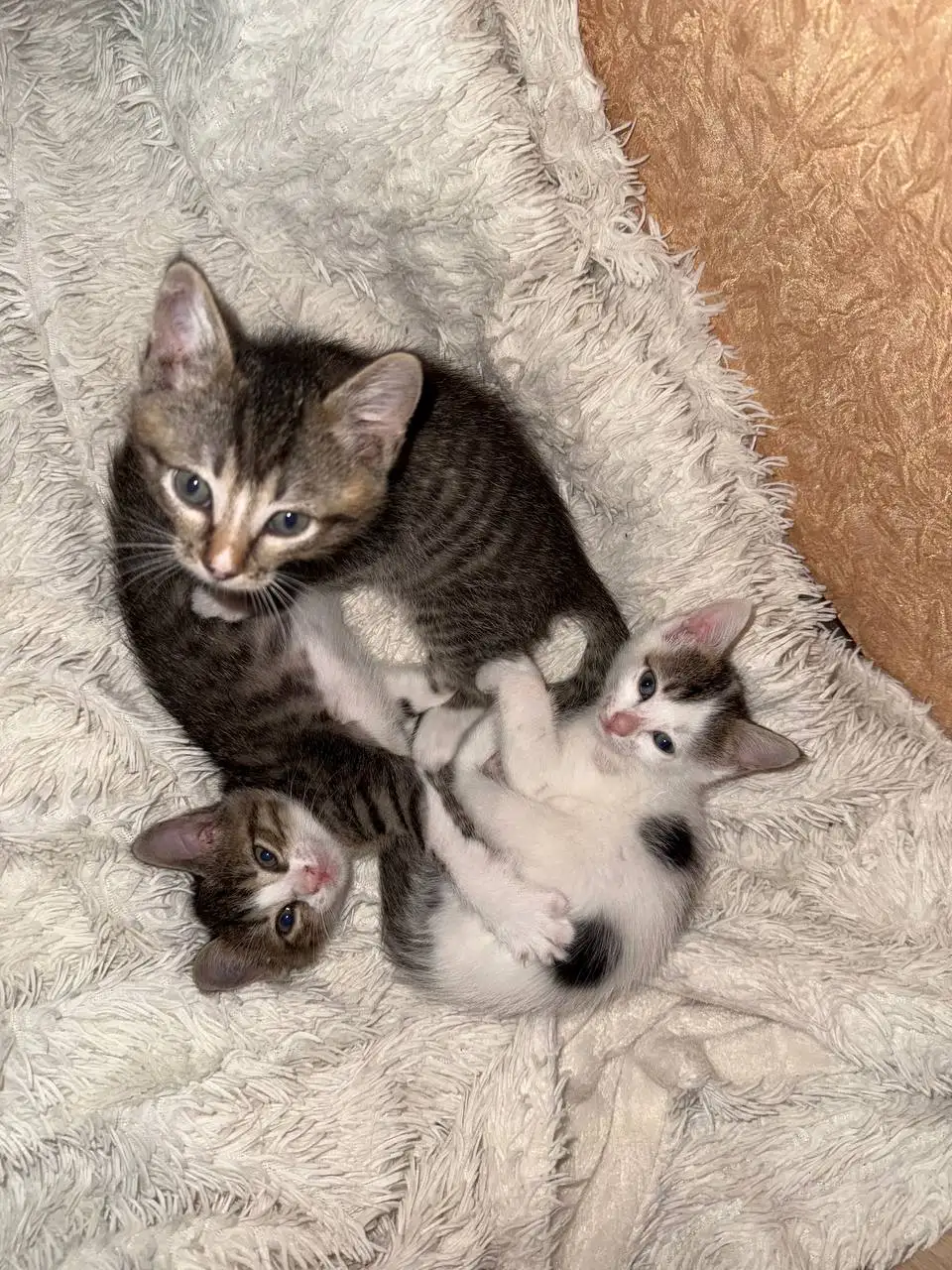 Котята ищут хозяев в г.Артем - Кошки (Животные) в Артем