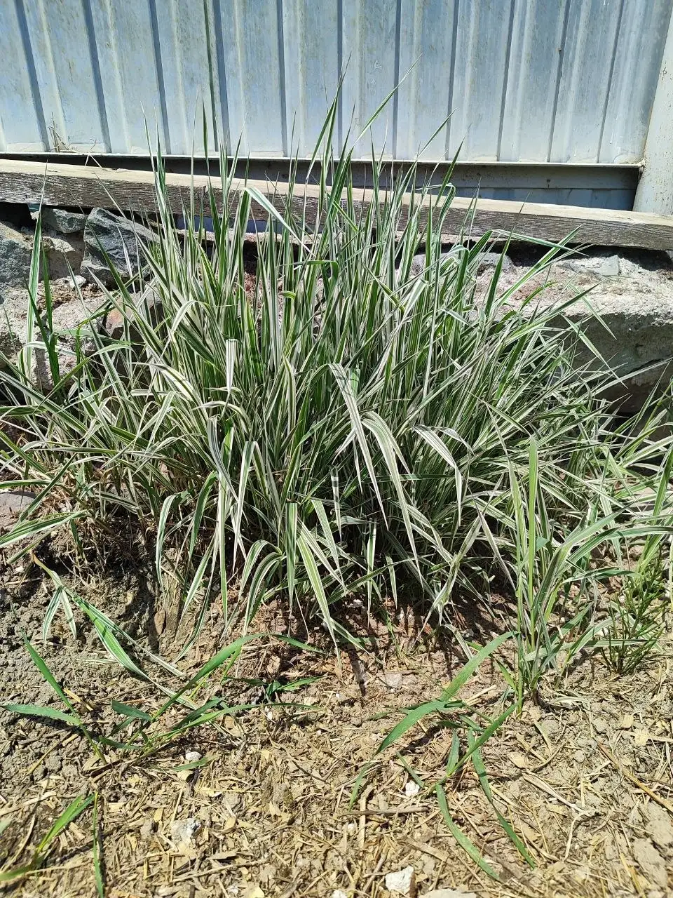 Продам Шёлковую траву для садовых композиций - Садоводство (Хобби и отдых) в Владивосток