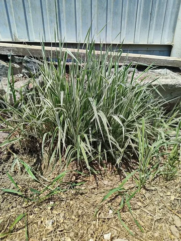 Продам Шёлковую траву для садовых композиций - Туризм/походное снаряжение в Владивосток