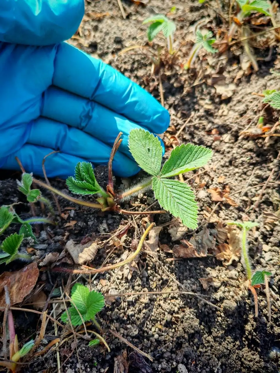 Кустики земляники - Рассада в Владивосток