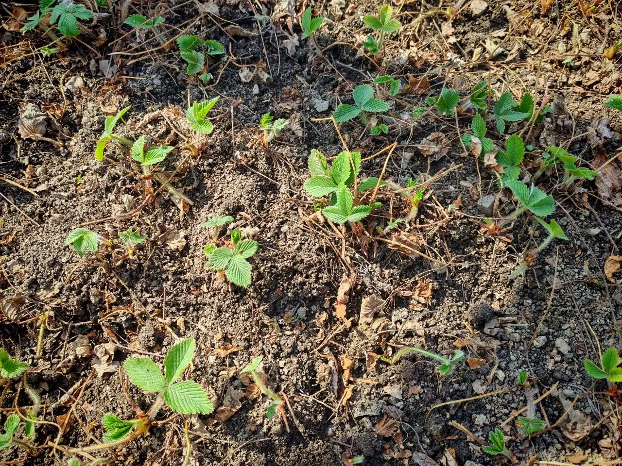 Кустики земляники - Рассада в Владивосток