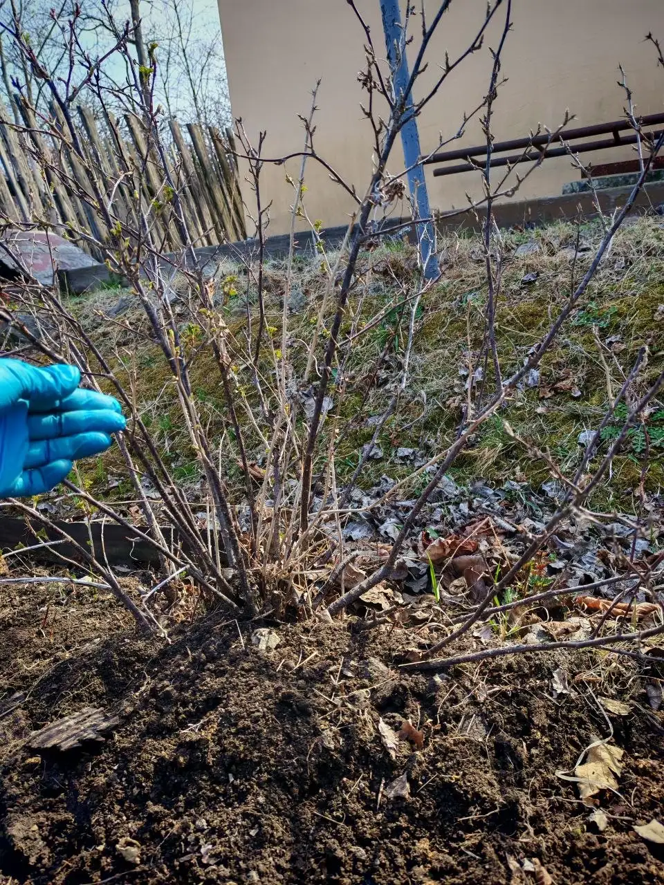 Куст крыжовника - Растения (Для дома и дачи) в Владивосток