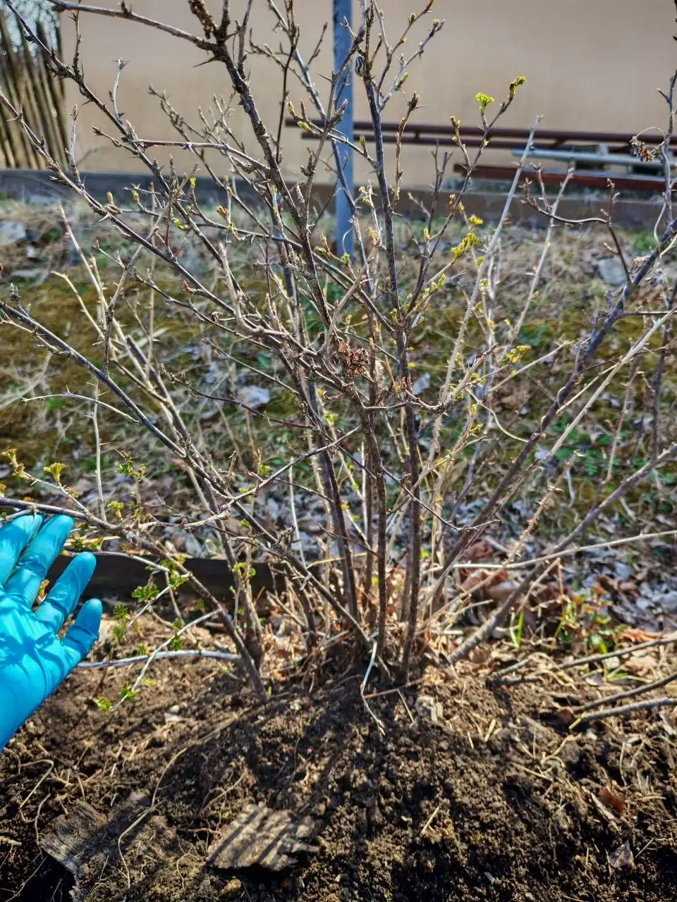 Куст крыжовника - Растения (Для дома и дачи) в Владивосток