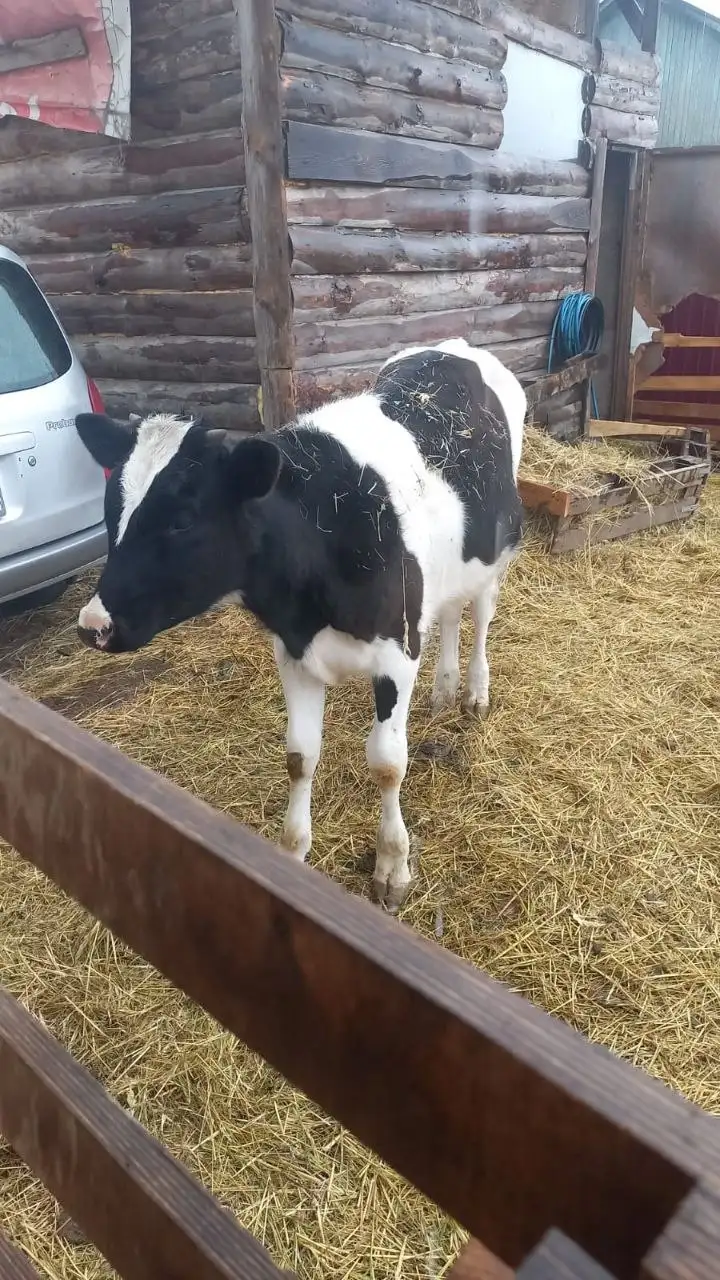 Продам бычка 7мес - Крупный рогатый скот (Животные) в Владивосток