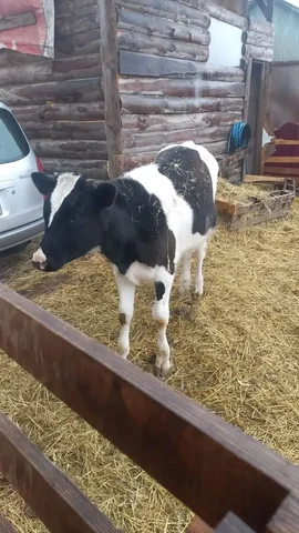 Продам бычка 7мес - Крупный рогатый скот в Владивосток