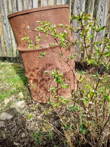 Куст Жимолости - Двери в Владивосток