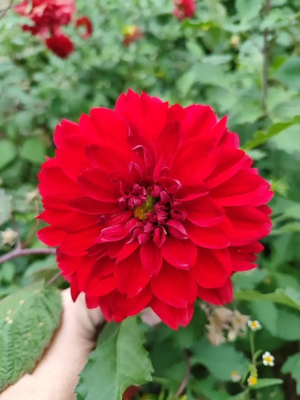 Клубень красного георгина - Растения (Хобби и отдых) в Владивосток