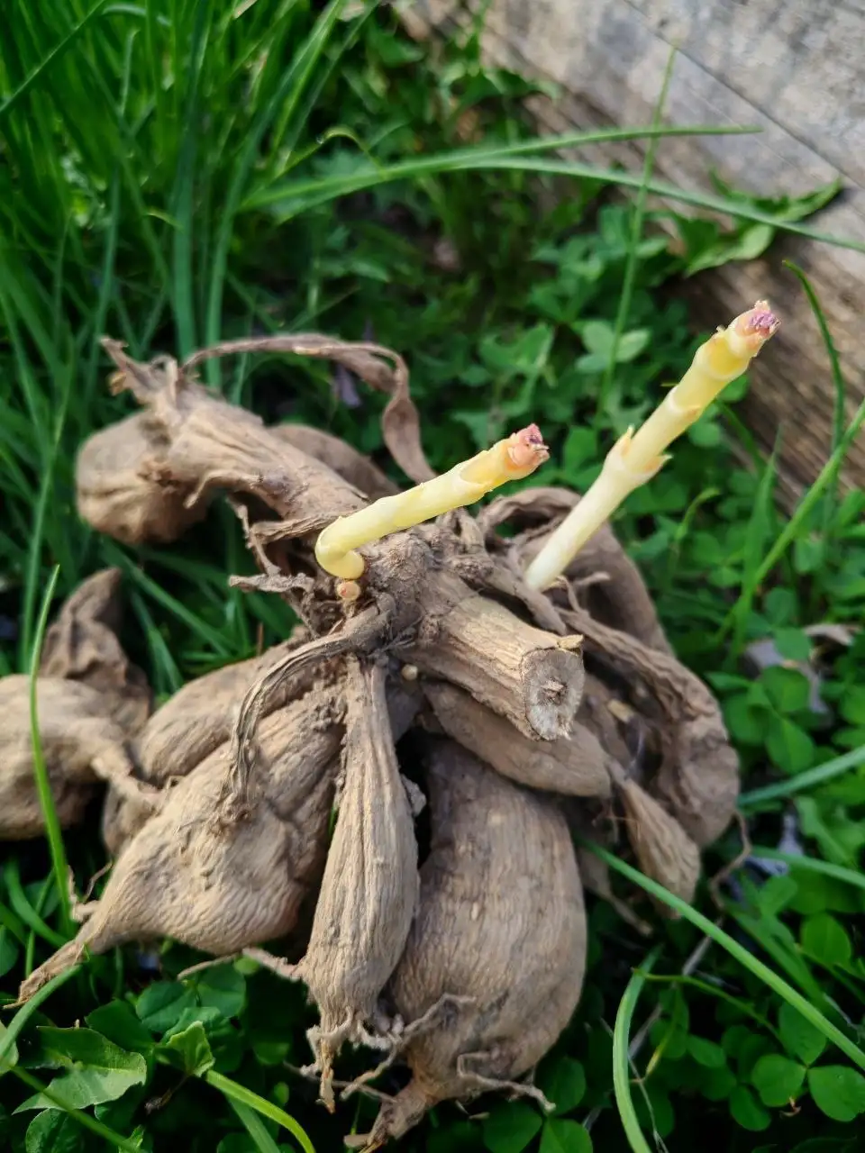 Клубень красного георгина - Растения (Хобби и отдых) в Владивосток