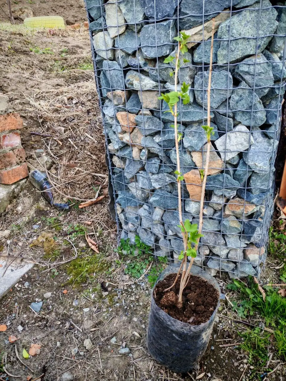 Кустики черной смородины - Саженцы (Барахолка) в Владивосток