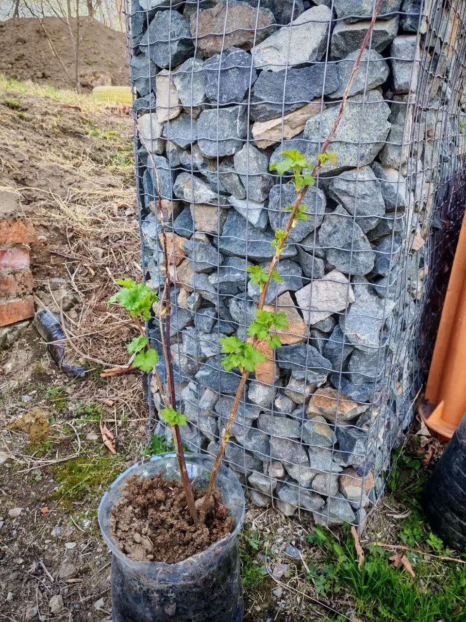 Кустики черной смородины - Саженцы (Барахолка) в Владивосток