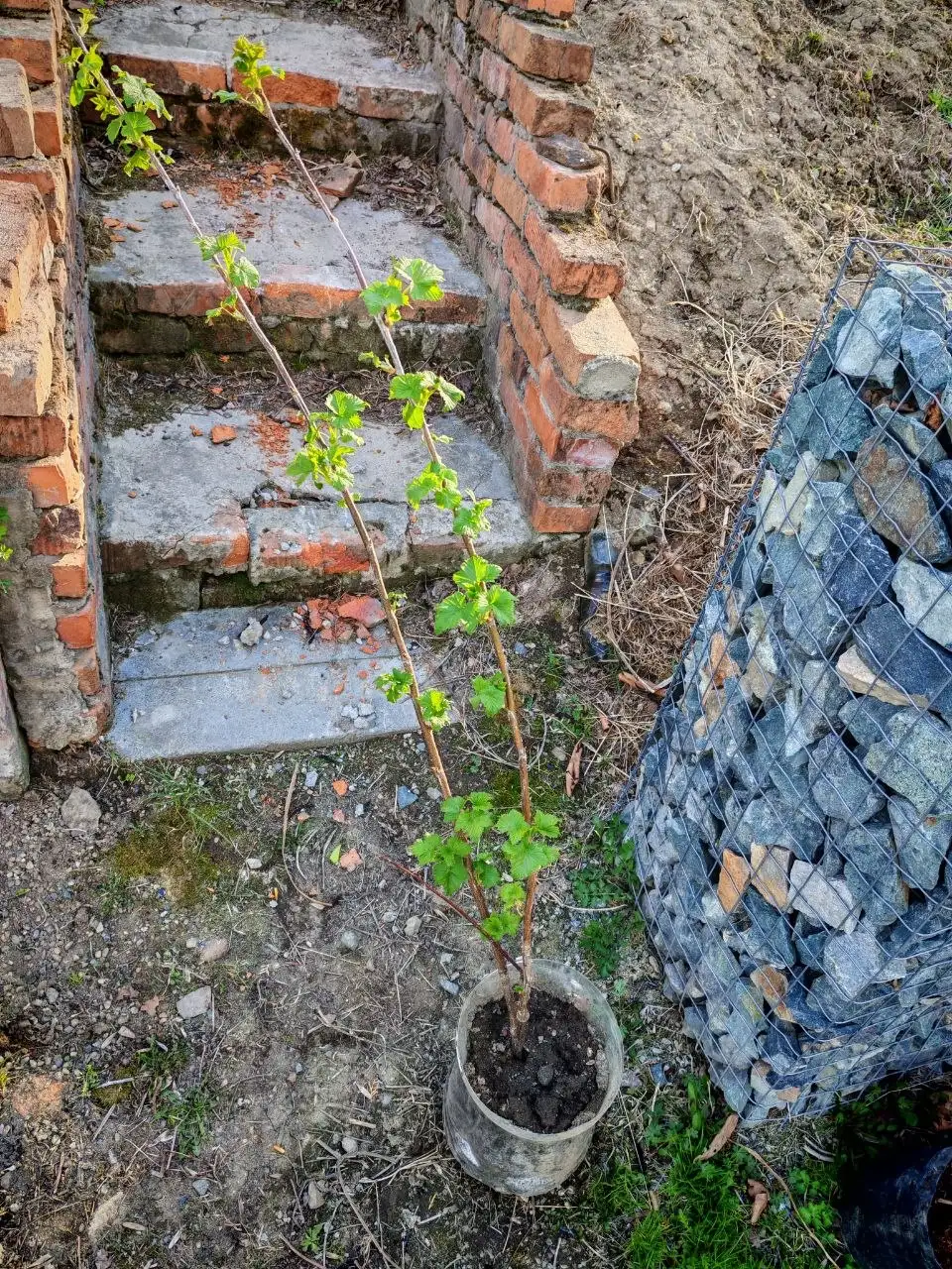 Кустики черной смородины - Саженцы (Барахолка) в Владивосток