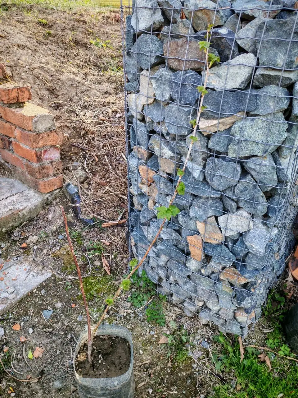 Кустики черной смородины - Саженцы (Барахолка) в Владивосток