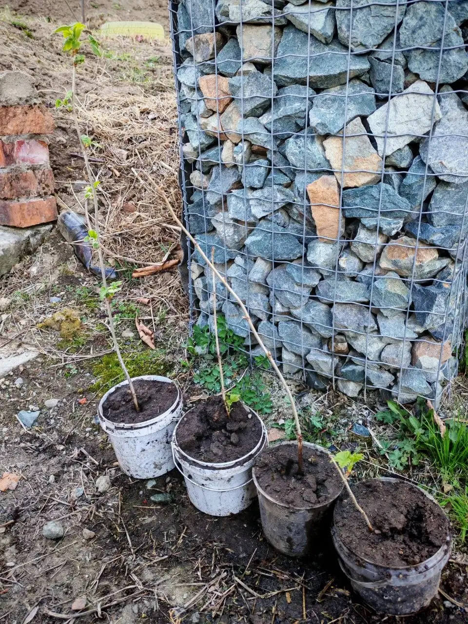 Кустики черной смородины - Саженцы (Барахолка) в Владивосток