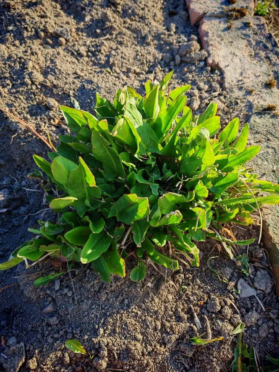 Продам щавель - Барахолка в Владивосток