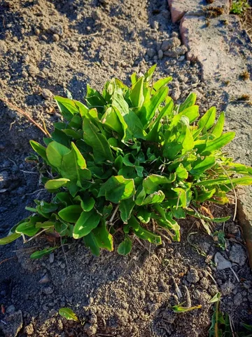 Продам щавель - Продукты питания в Владивосток