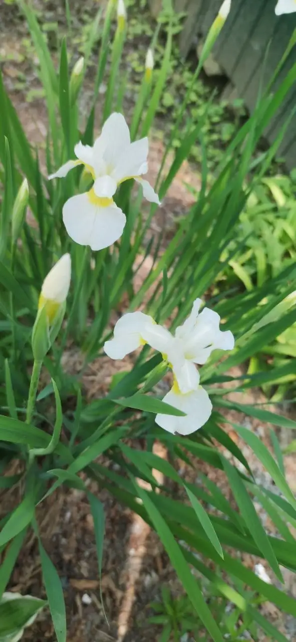 Продажа кочек - Животные в Владивосток