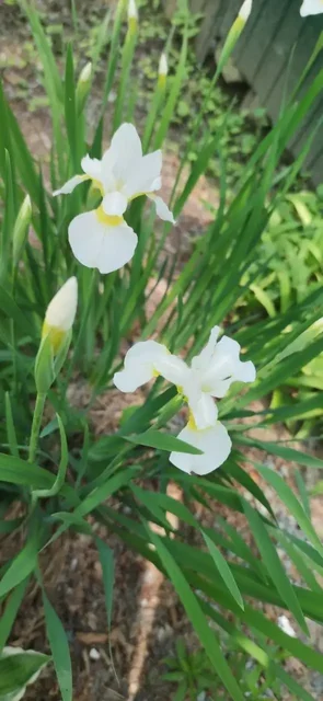 Продажа кочек - Товары для собак в Владивосток