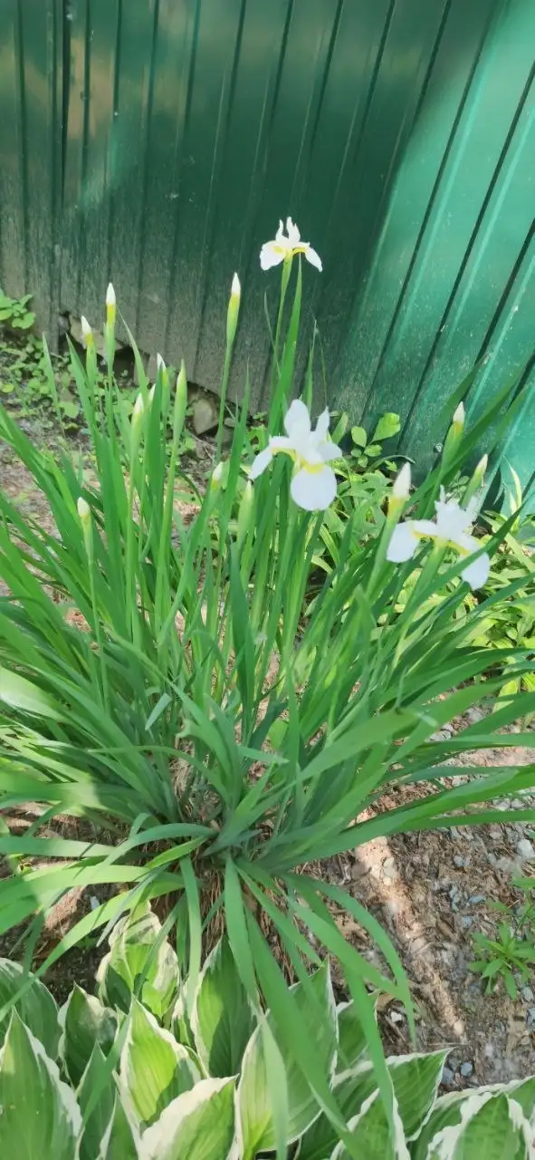 Продажа кочек - Животные в Владивосток