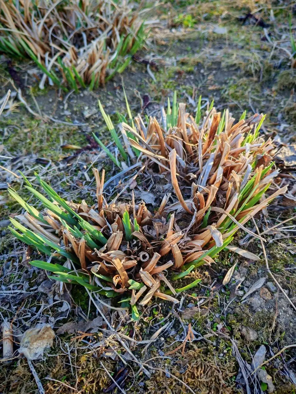 Продажа кочек - Животные в Владивосток