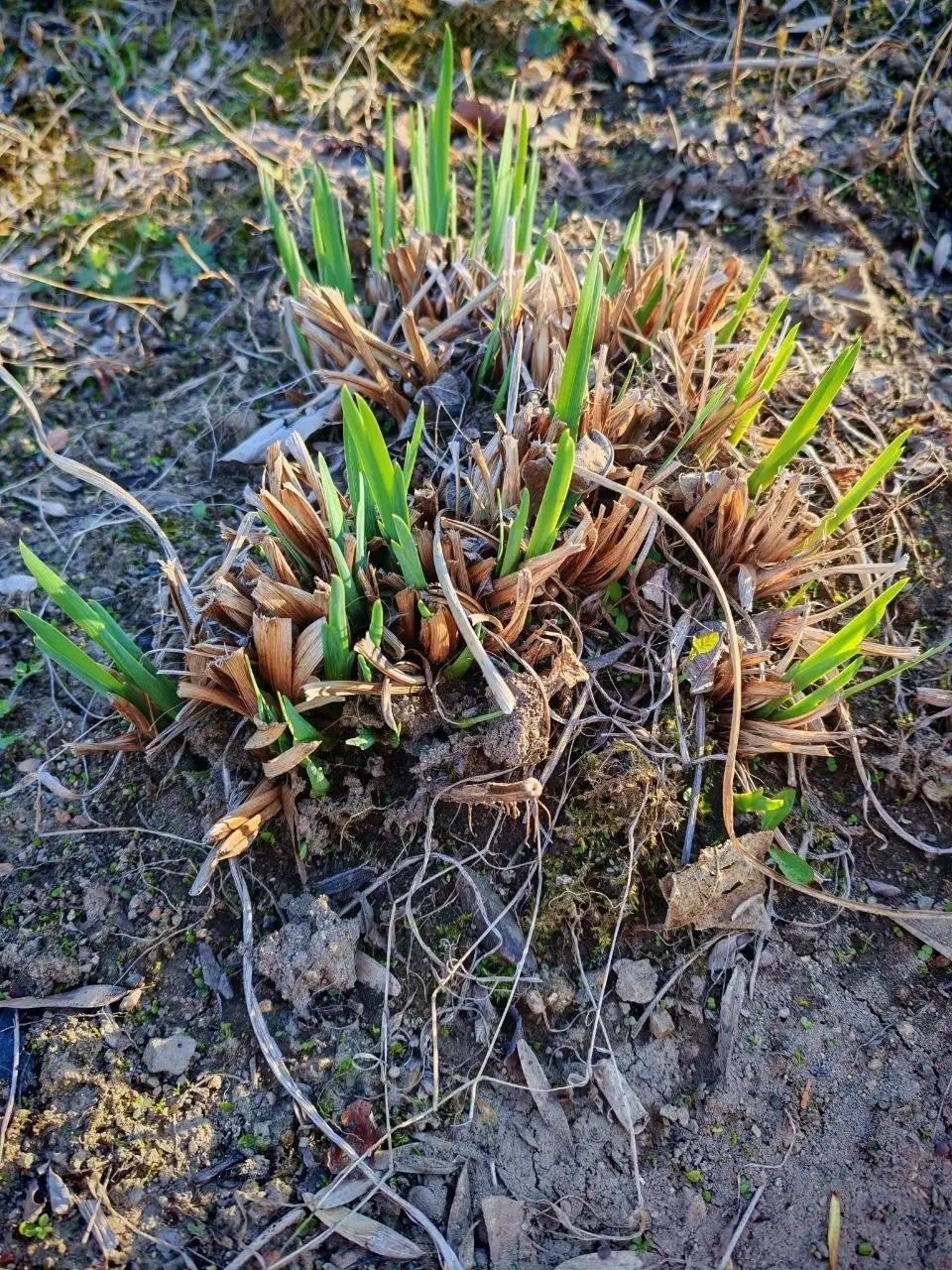 Продажа кочек - Животные в Владивосток