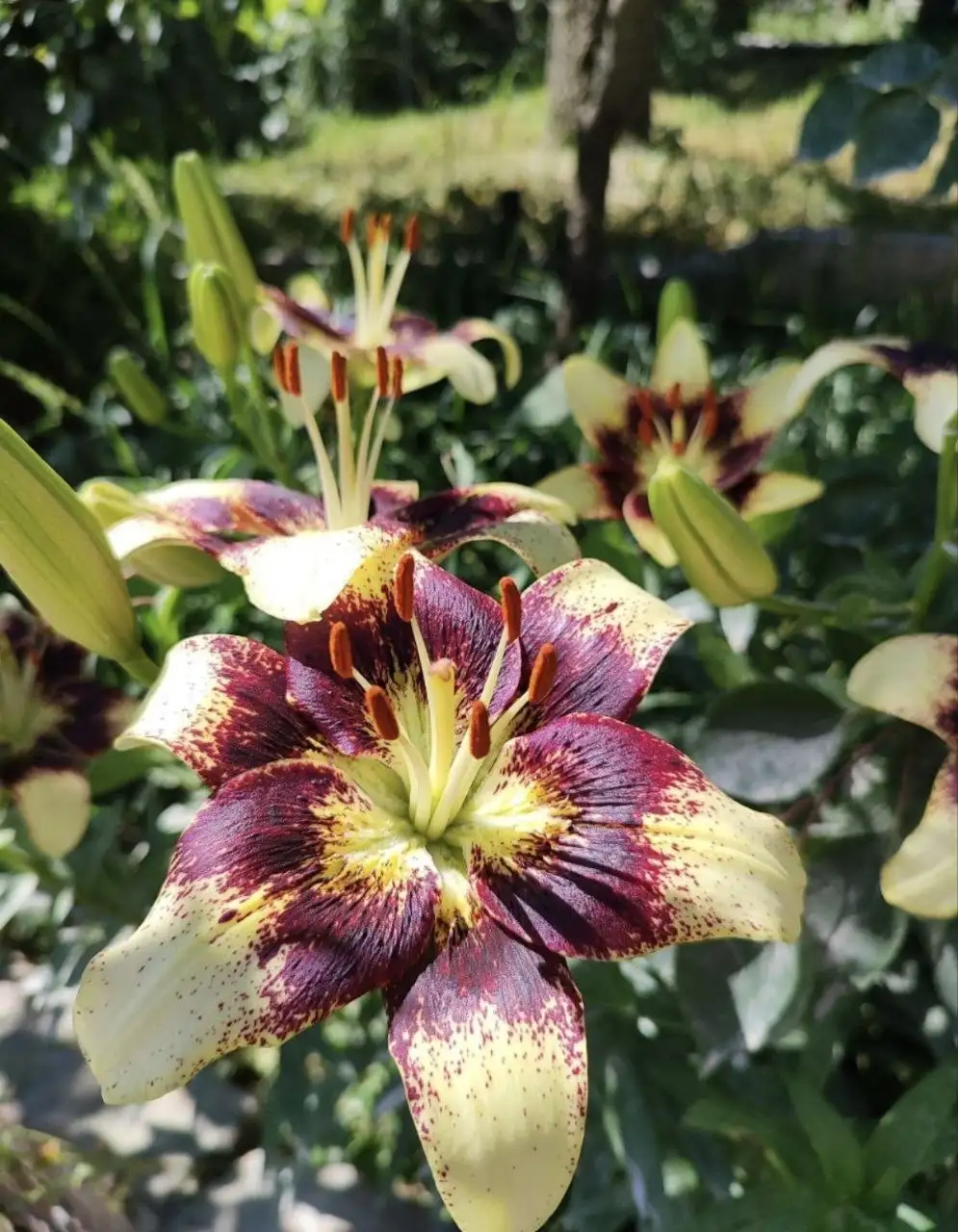 Такие красавицы - Барахолка в Владивосток