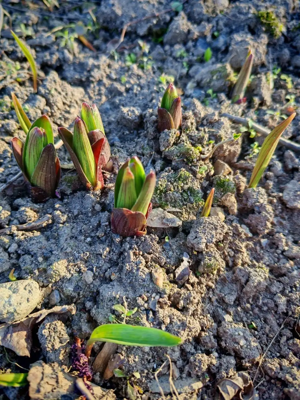 Такие красавицы - Барахолка в Владивосток
