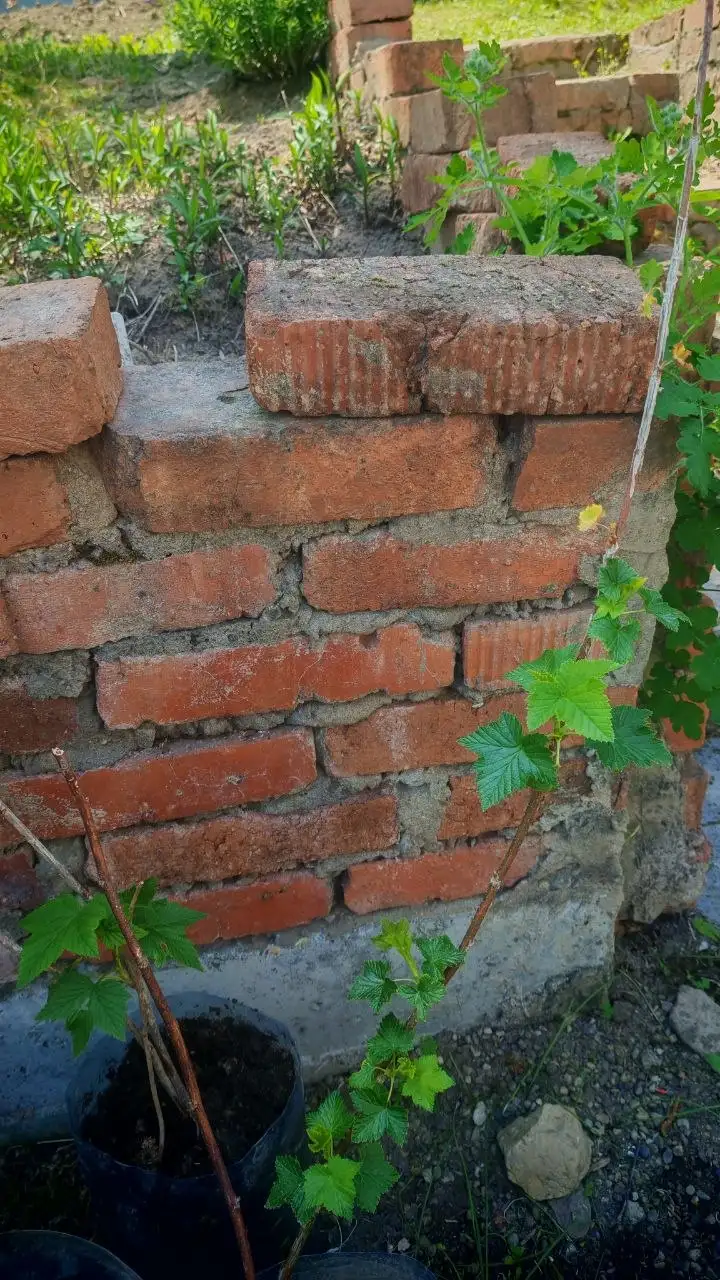 Смородина чёрная крупная - Барахолка в Владивосток