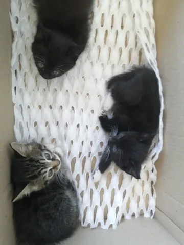 Отдам котят в добрые руки - Пропажа животных в Неизвестно