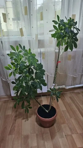 Продам шефлеру, 9 лет, 95 см - Цветы в Владивосток