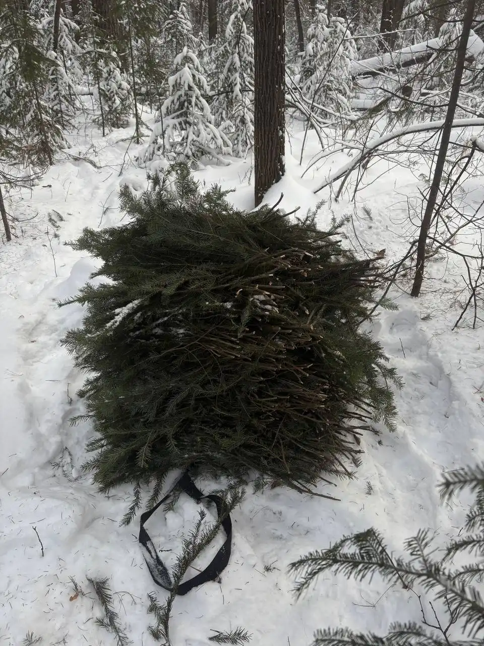 Веники для бани и квартиры