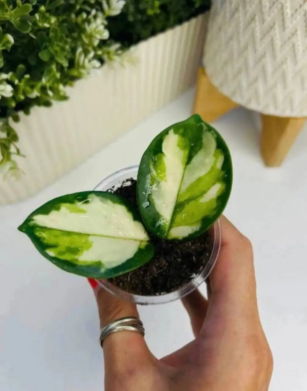 Хойя Rubra вариегатная с молодыми малиновыми листьями