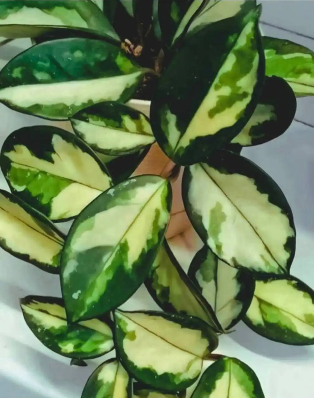 Хойя Rubra вариегатная с молодыми малиновыми листьями