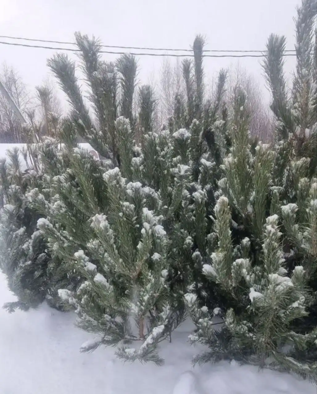 Продажа новогодних ёлок (сосен) в Екатеринбурге