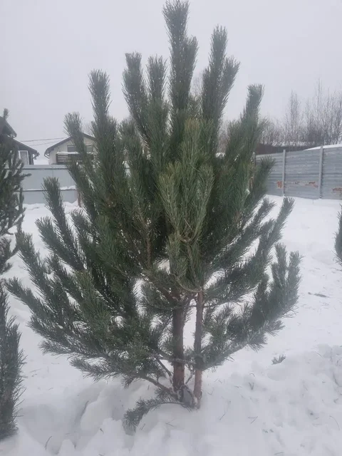 Распродажа новогодних сосен - частное объявление в Екатеринбург