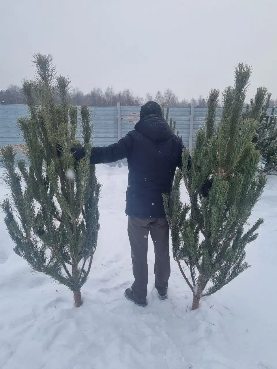 Распродажа новогодних сосен