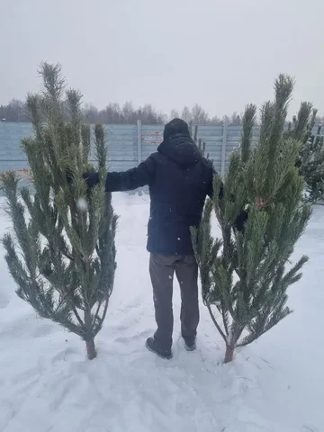 Распродажа новогодних сосен - частное объявление в Екатеринбург